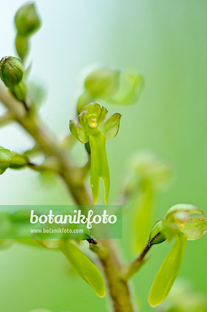 520200 - Listère à feuilles ovales (Listera ovata syn. Neottia ovata)