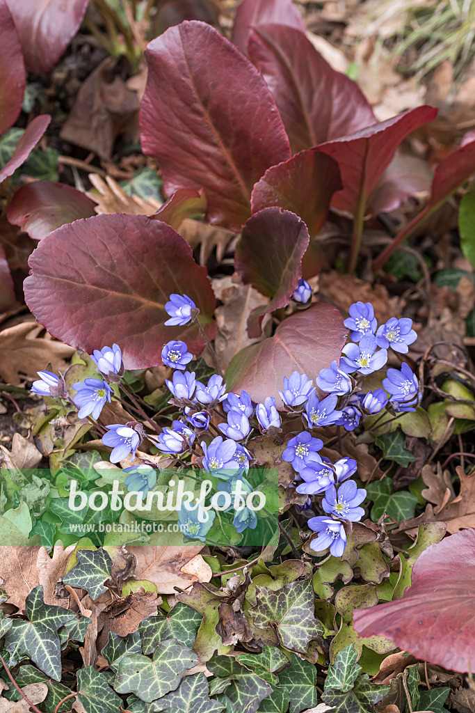 651318 - Liverwort (Hepatica nobilis)