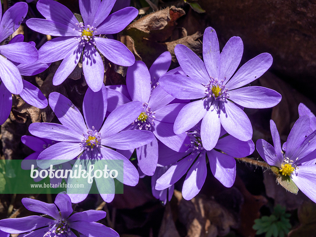 436122 - Liverwort (Hepatica transsylvanica)