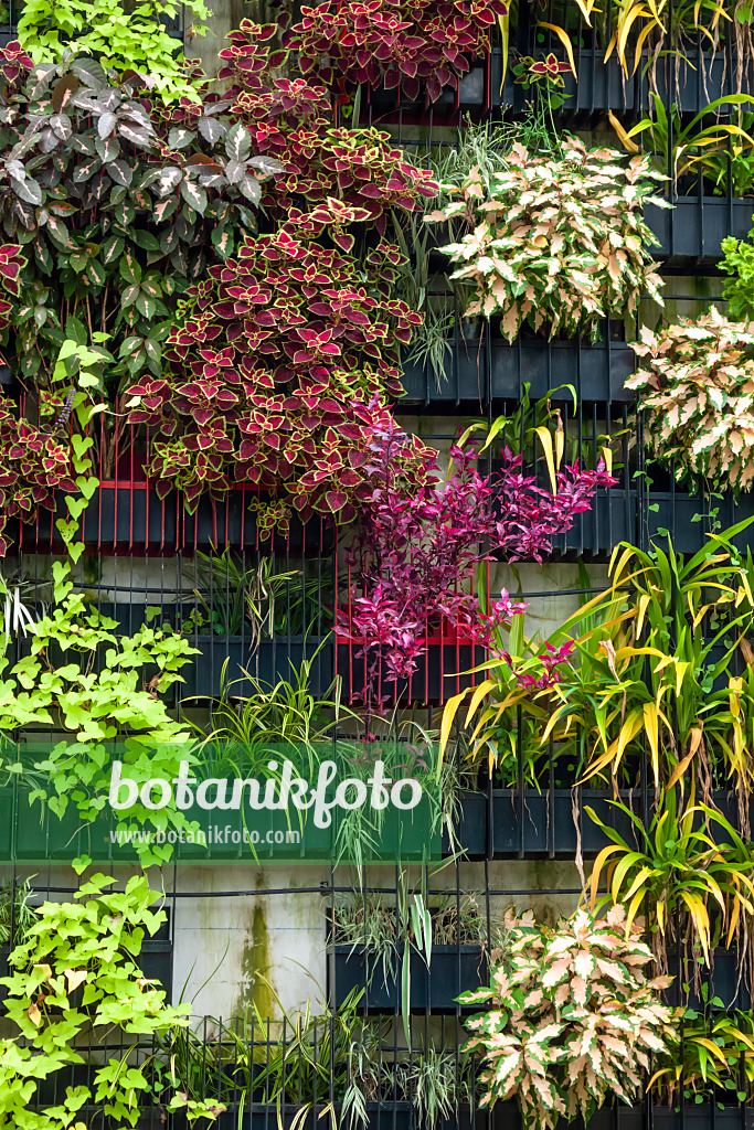 455419 - Living wall with different vertical greenery systems