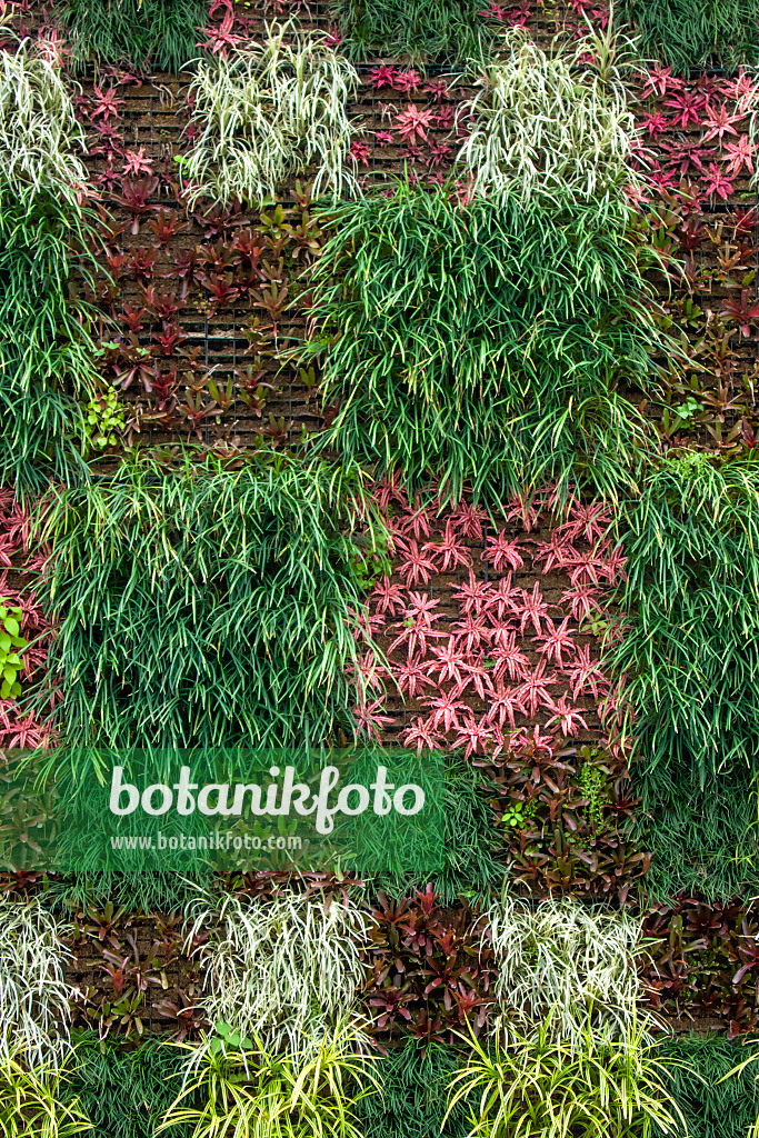 455420 - Living wall with different vertical greenery systems