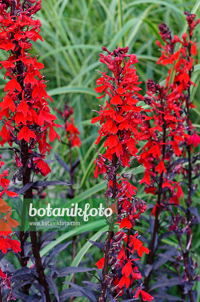 475161 - Lobelia (Lobelia splendens 'Elmfeuer')
