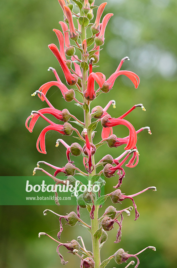 536026 - Lobélie (Lobelia tupa)
