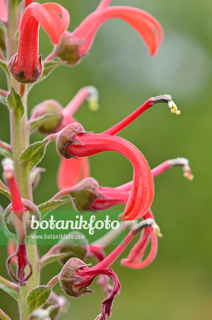 536027 - Lobélie (Lobelia tupa)