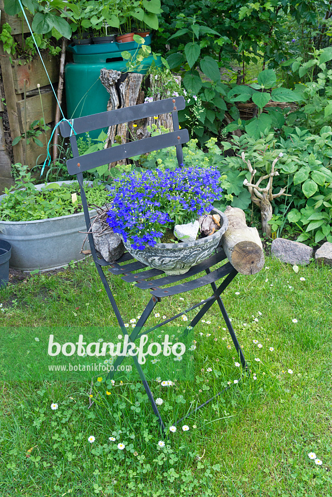 557049 - Lobélies (Lobelia) dans une coupe à fleurs sur une chaise de jardin
