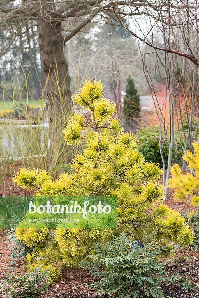 638187 - Lodgepole pine (Pinus contorta 'Chief Joseph')