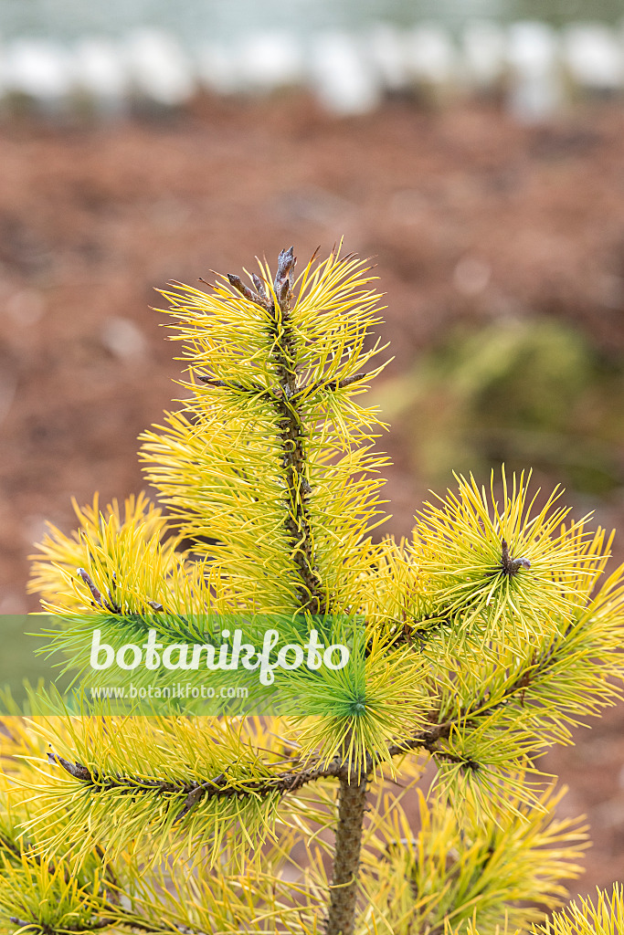 638188 - Lodgepole pine (Pinus contorta 'Chief Joseph')