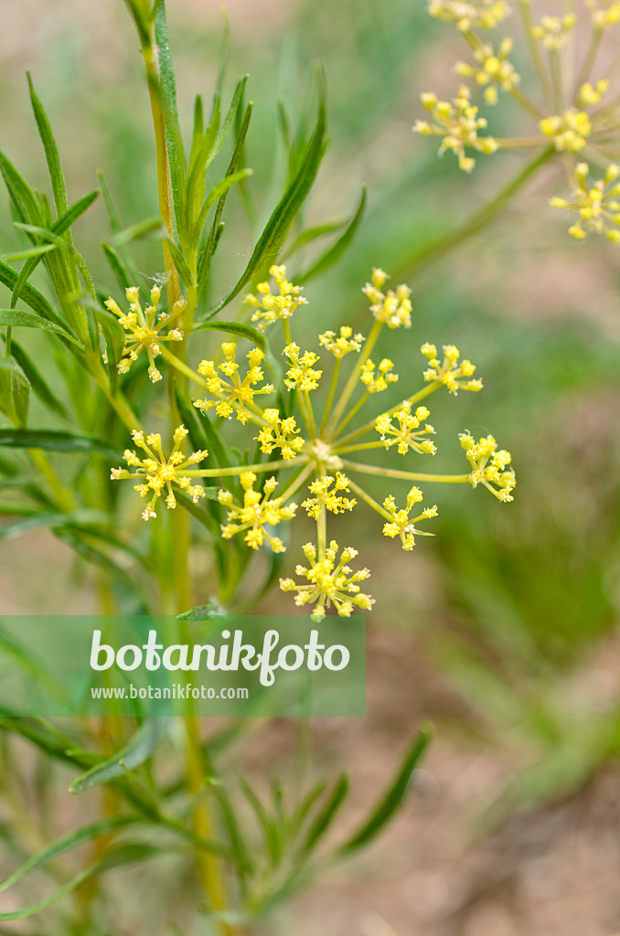 508398 - Lomatium triternatum
