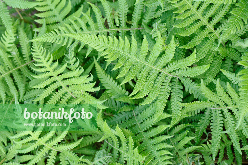 472129 - Long beech fern (Phegopteris connectilis)