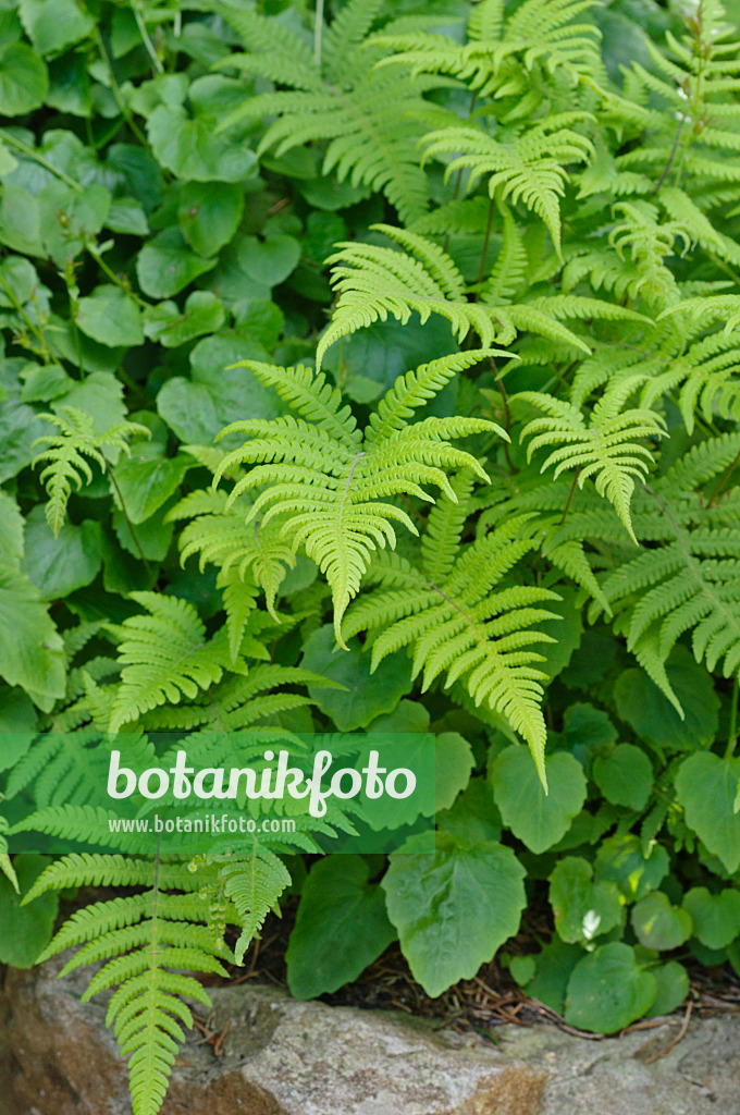 472408 - Long beech fern (Phegopteris connectilis)