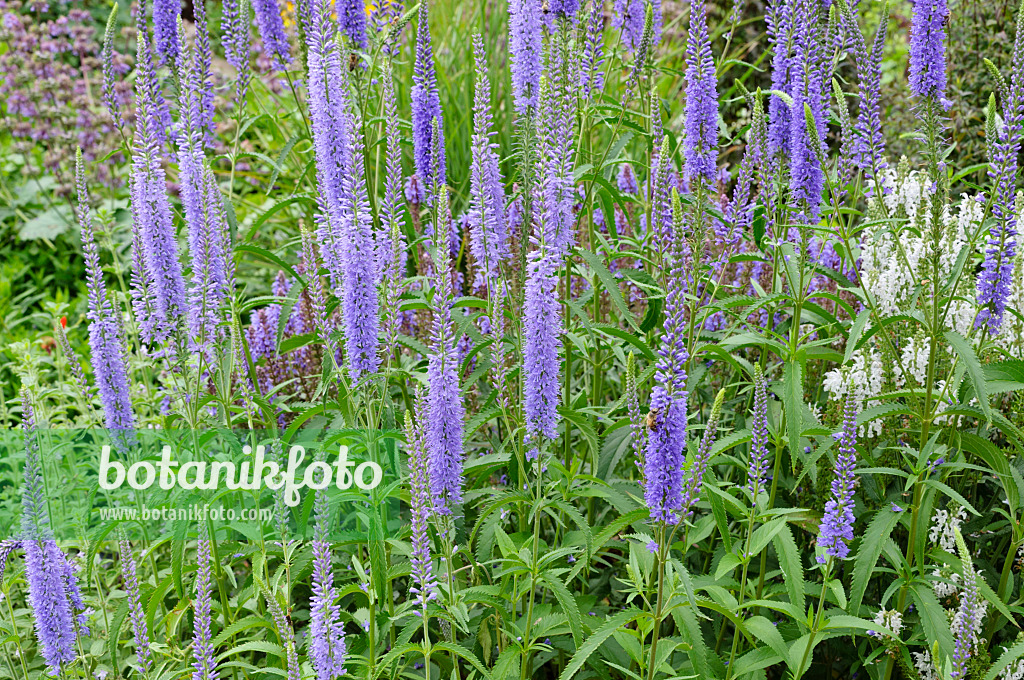 473342 - Long-leaved speedwell (Veronica longifolia)