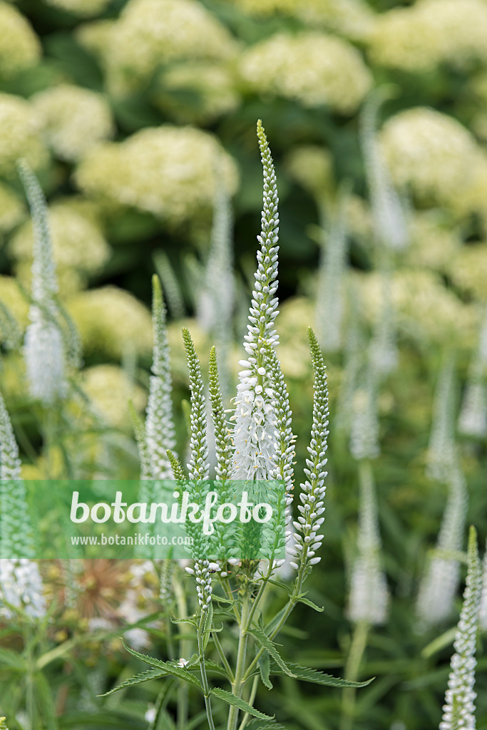 638371 - Long-leaved speedwell (Veronica longifolia 'Schneeriesin')