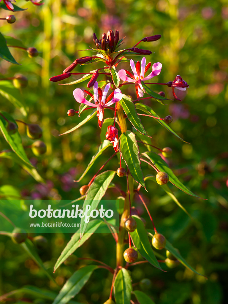 428096 - Lopezia racemosa