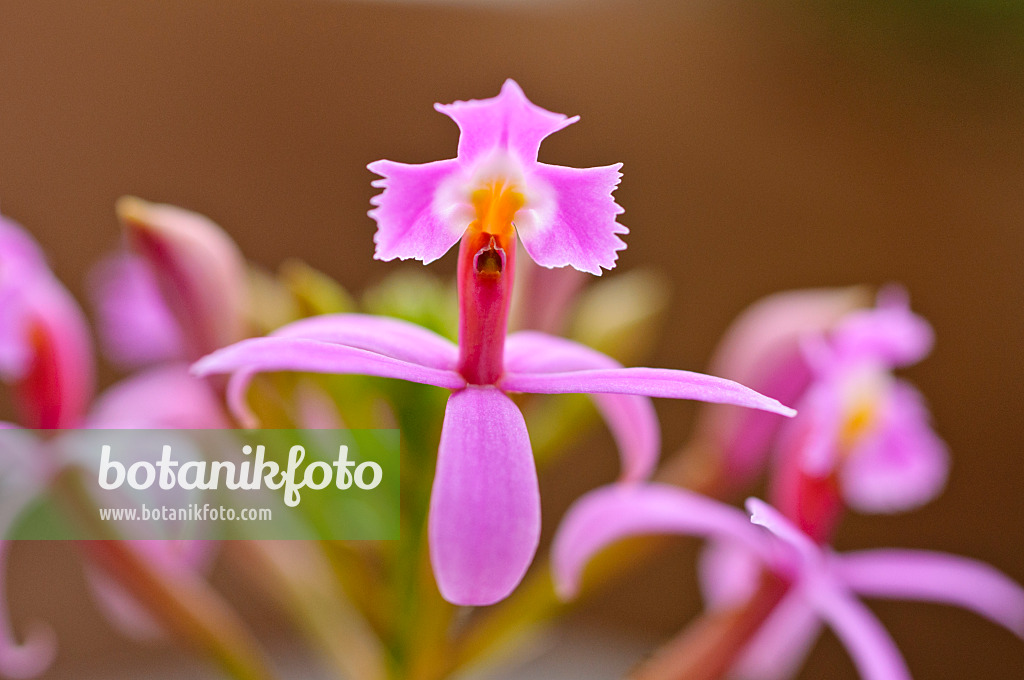 483005 - Lopsided star orchid (Epidendrum secundum)