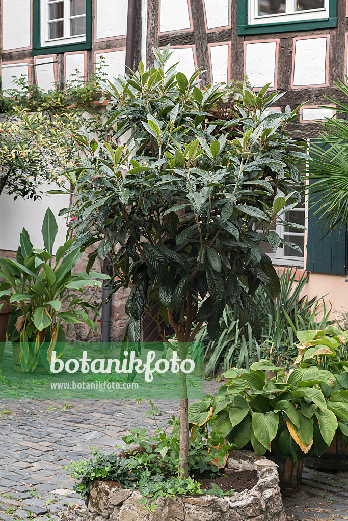 651237 - Loquat (Eriobotrya japonica)