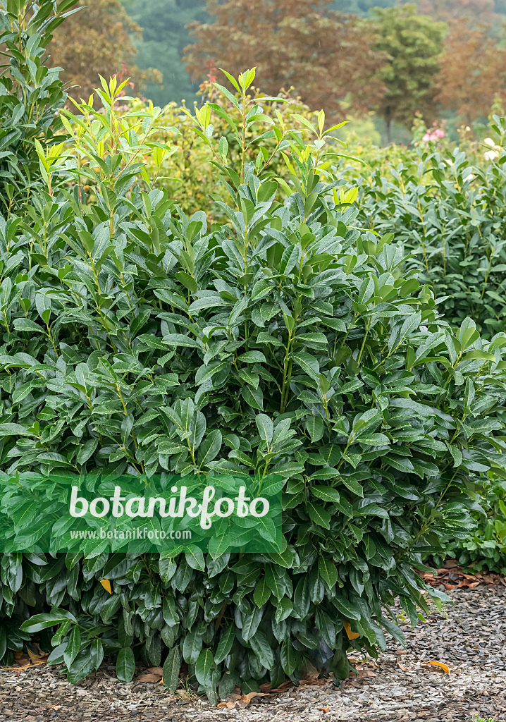 664338 - Lorbeerkirsche (Prunus laurocerasus 'Caucasica')