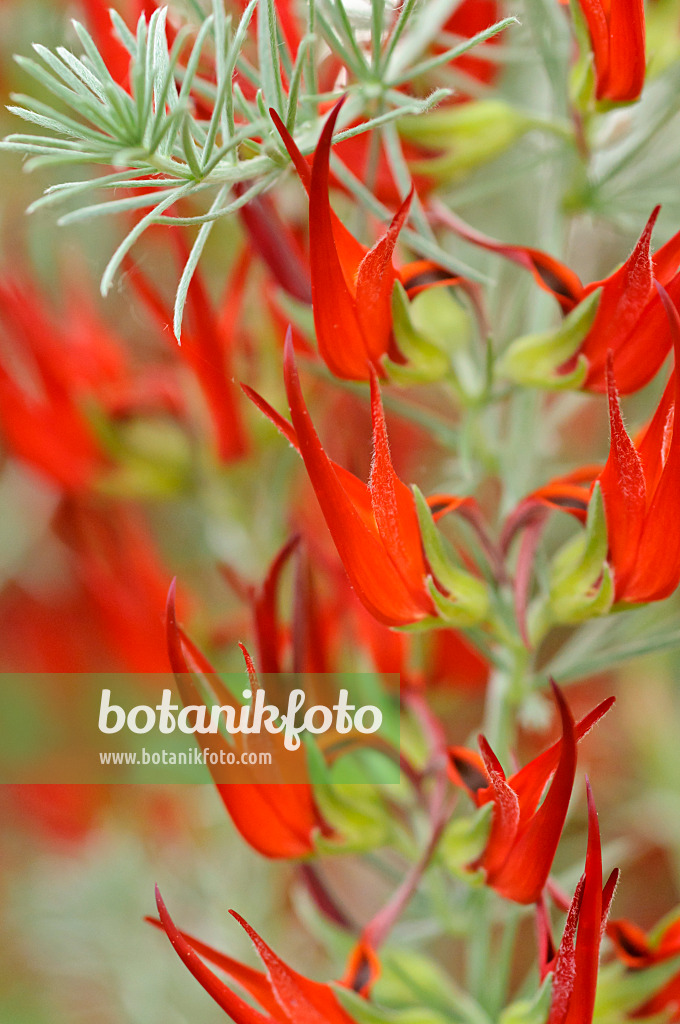472042 - Lotus vine (Lotus berthelotii)
