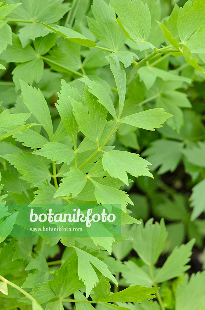 520214 - Lovage (Levisticum officinale)