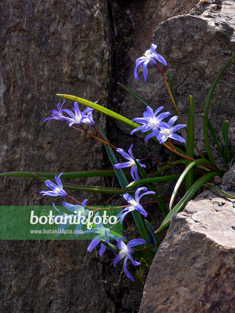 436133 - Lucile's glory of the snow (Chionodoxa luciliae syn. Scilla luciliae)