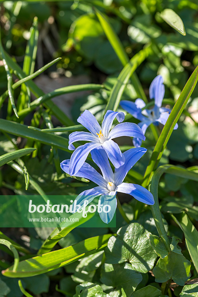 651169 - Lucile's glory of the snow (Chionodoxa luciliae syn. Scilla luciliae)
