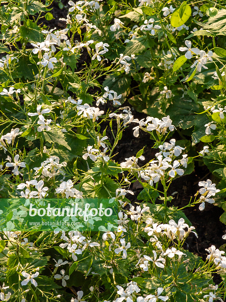 425046 - Lunaire annuelle (Lunaria annua)