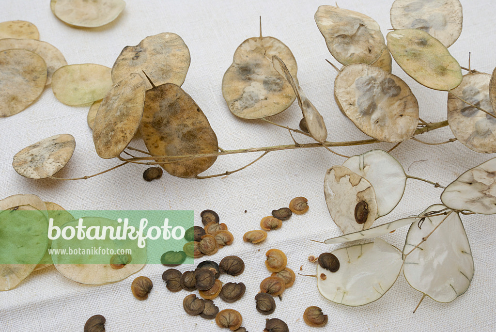 456022 - Lunaire annuelle (Lunaria annua)