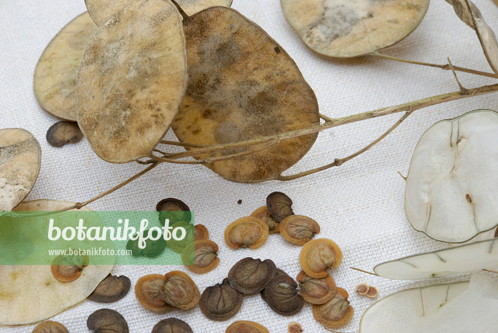 456023 - Lunaire annuelle (Lunaria annua)
