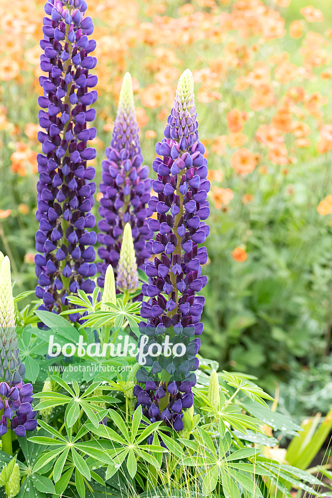 664242 - Lupin des jardins (Lupinus polyphyllus 'The Governor')