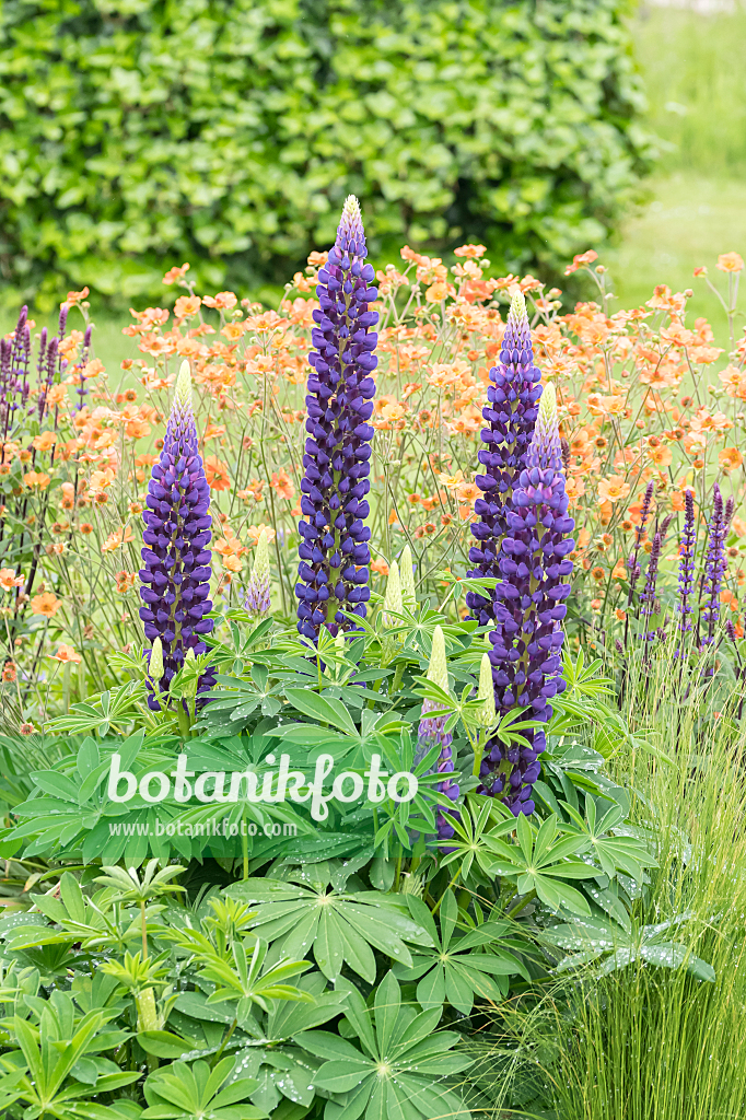664243 - Lupin des jardins (Lupinus polyphyllus 'The Governor')