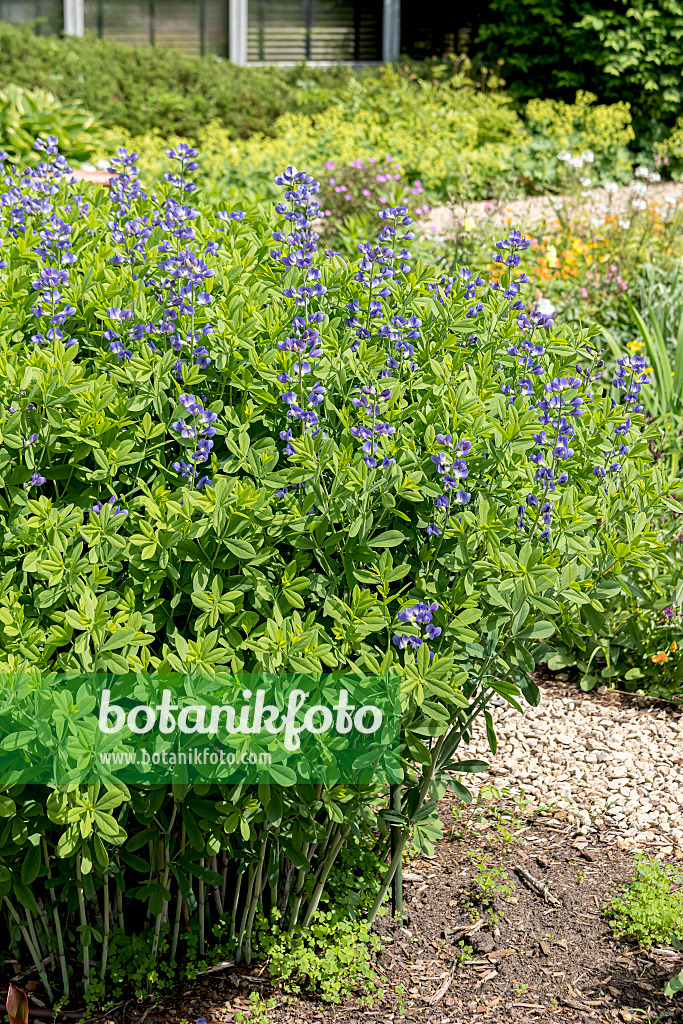 651105 - Lupin indigo (Baptisia australis)