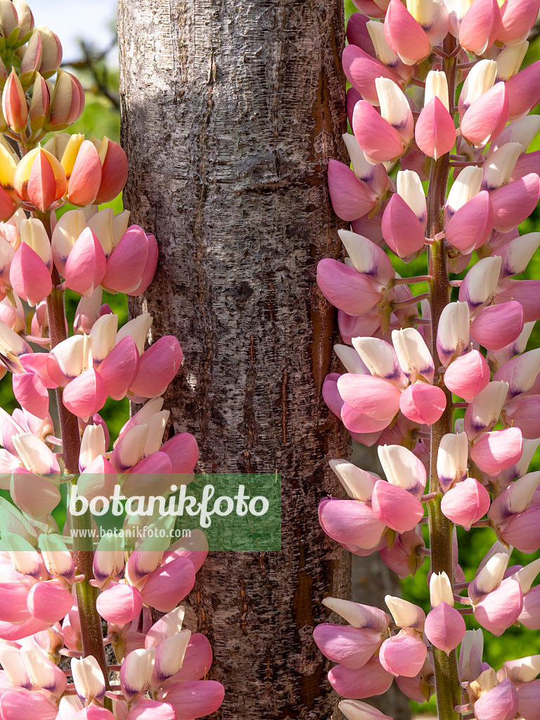 426060 - Lupin (Lupinus)