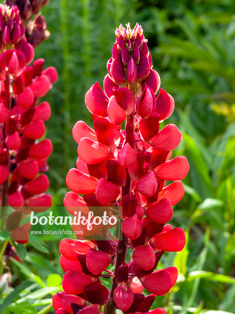 426061 - Lupin (Lupinus)