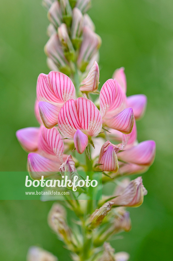 508517 - Lupin (Lupinus)