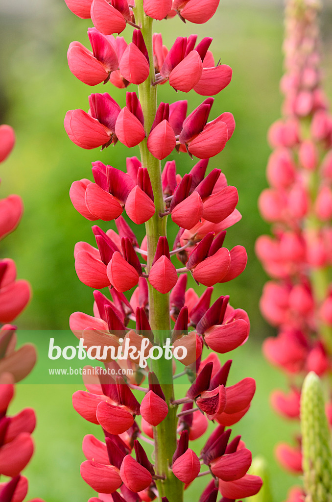533274 - Lupin (Lupinus x russellii 'My Castle')