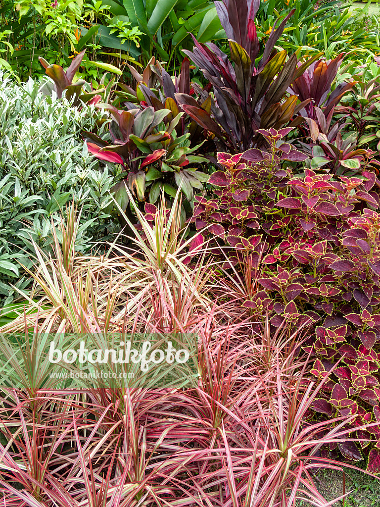 411102 - Lush, dense vegetation in a tropical garden