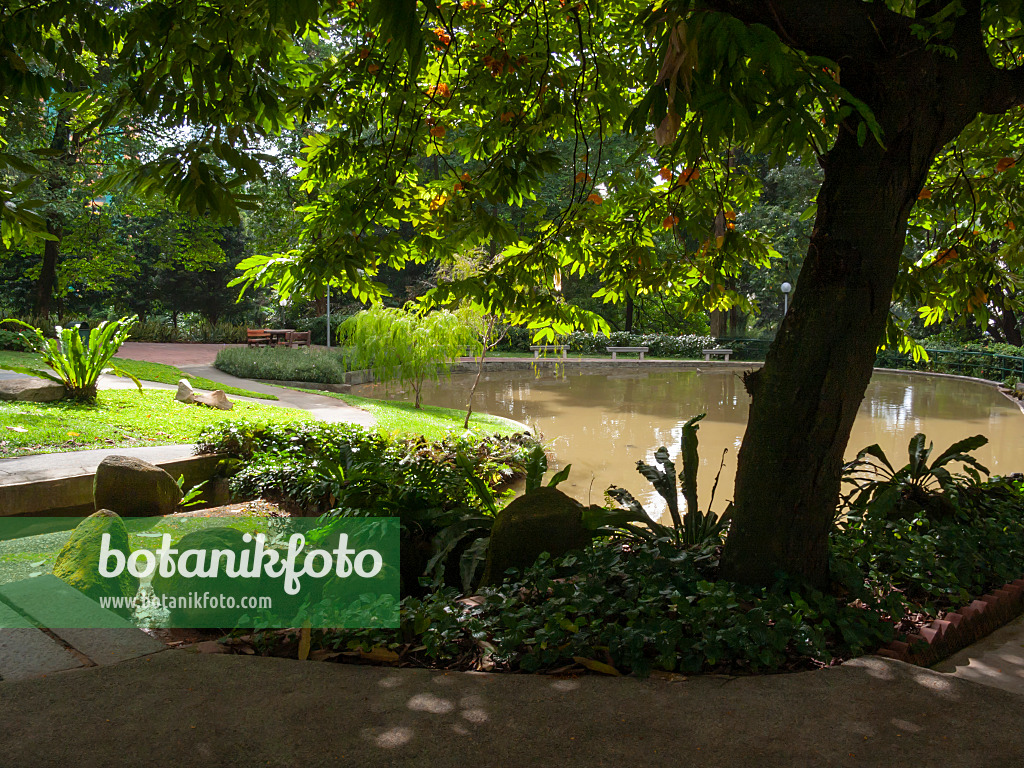 411022 - Lush, shady vegetation with pond in a tropical park