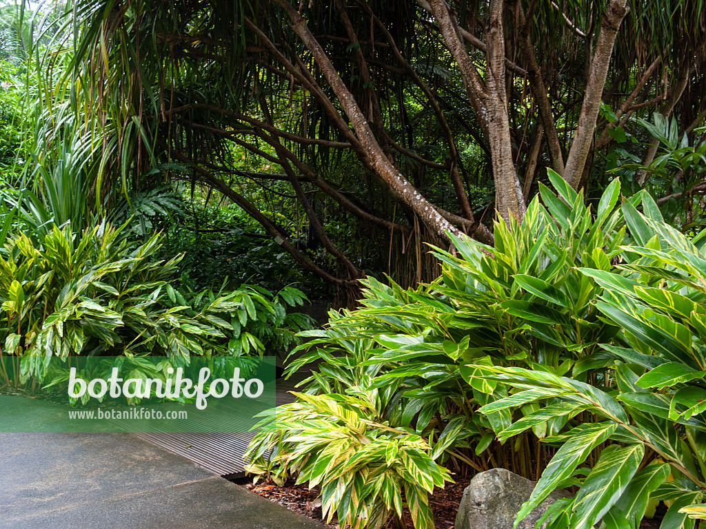 411008 - Lush vegetation in a tropical park