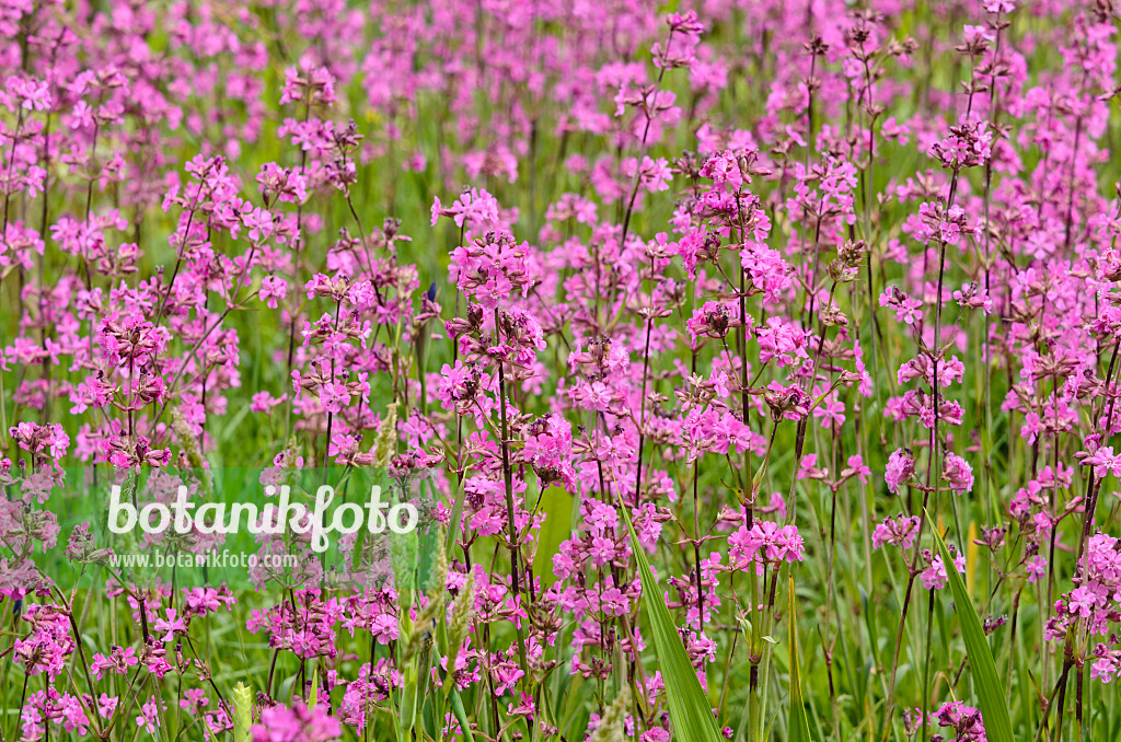533309 - Lychnis yunnanensis