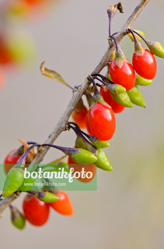 525037 - Lyciet commun (Lycium barbarum)