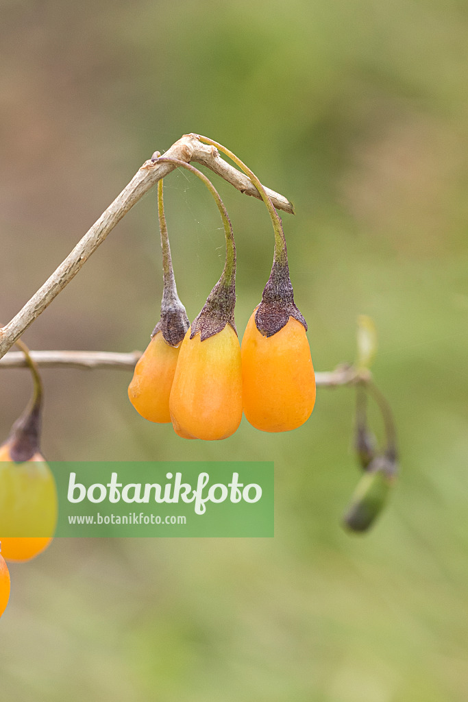 635066 - Lyciet commun (Lycium barbarum 'Amber Sweet Goji')