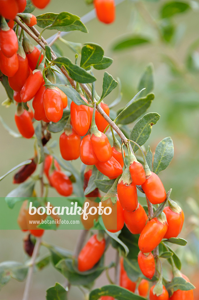 517306 - Lyciet commun (Lycium barbarum 'No1 Lifeberry')