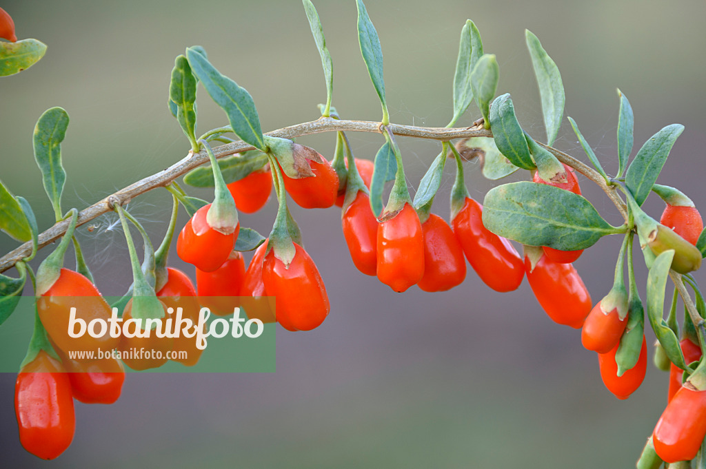 517308 - Lyciet commun (Lycium barbarum 'No1 Lifeberry')