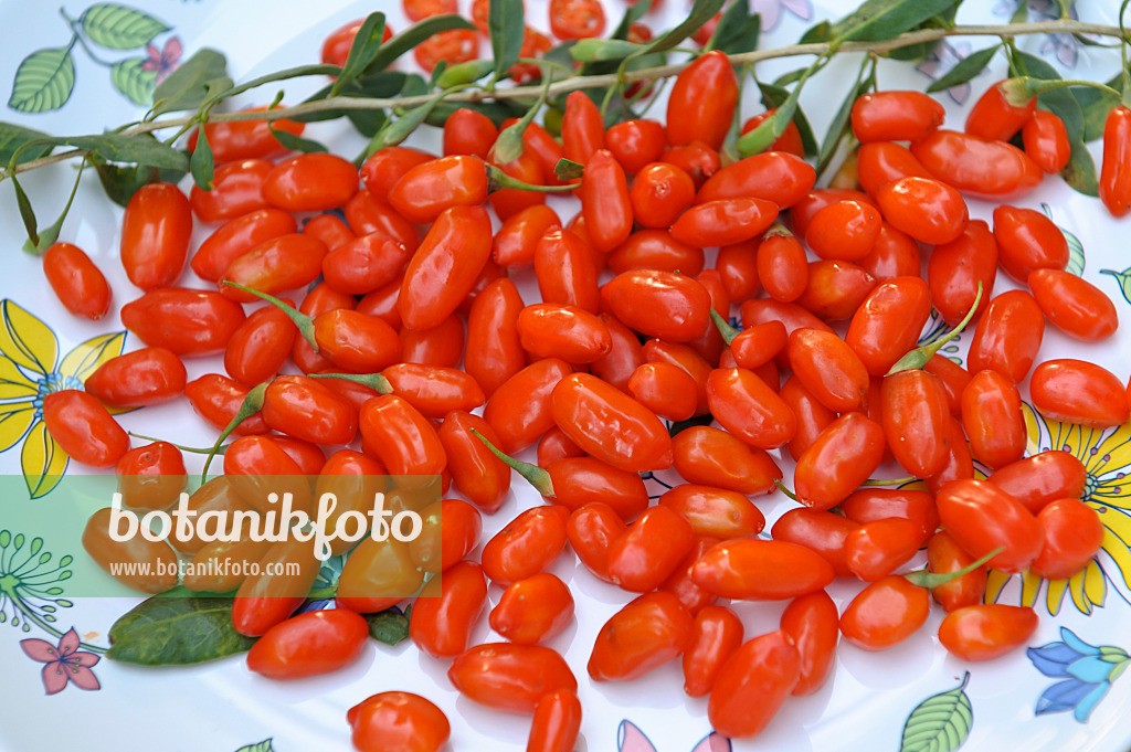 517310 - Lyciet commun (Lycium barbarum 'Sweet Lifeberry')