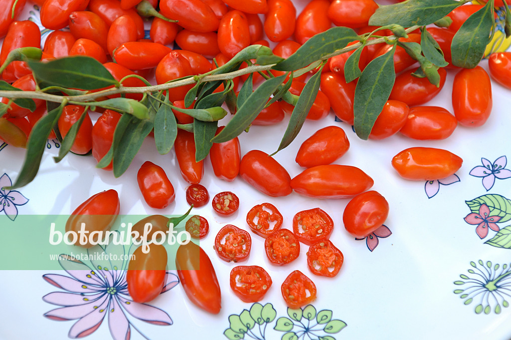 517311 - Lyciet commun (Lycium barbarum 'Sweet Lifeberry')