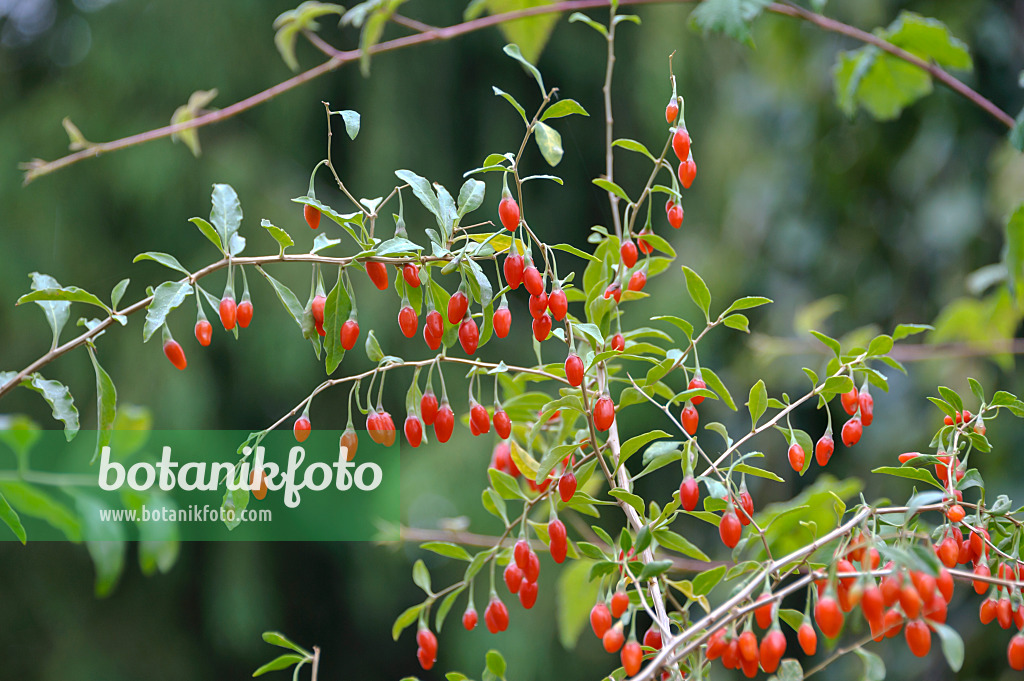 517312 - Lyciet commun (Lycium barbarum 'Sweet Lifeberry')