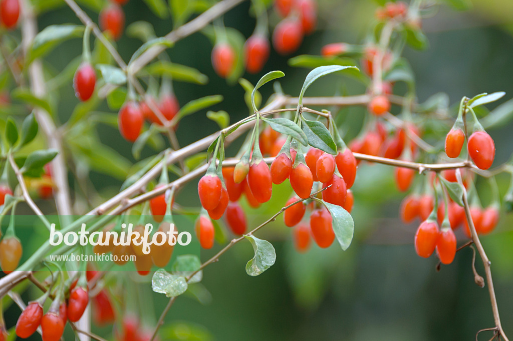 517313 - Lyciet commun (Lycium barbarum 'Sweet Lifeberry')