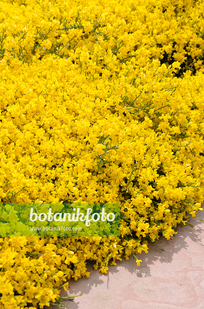 508253 - Lydia broom (Genista lydia)