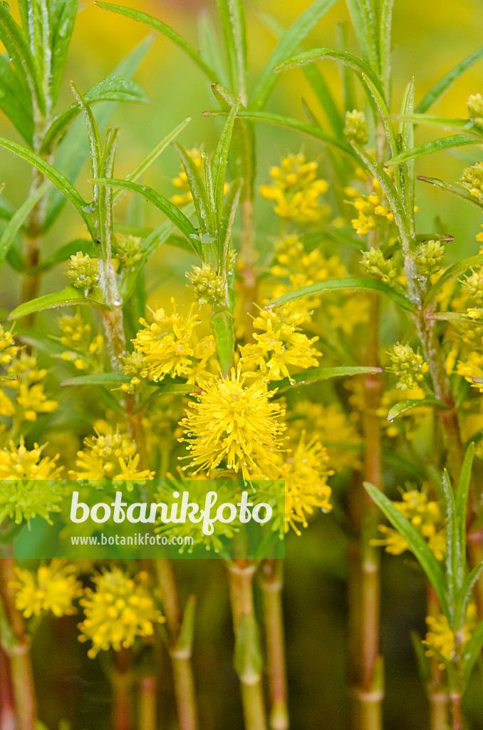 545045 - Lysimaque à fleurs en épi (Lysimachia thyrsiflora)