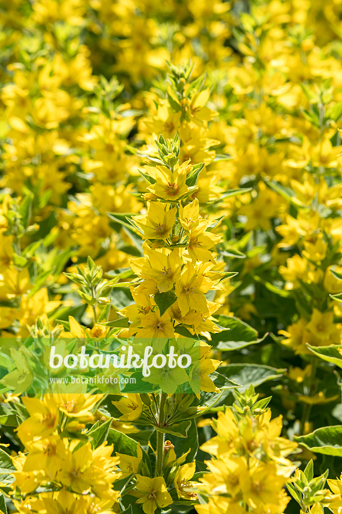 664245 - Lysimaque ponctuée (Lysimachia punctata)