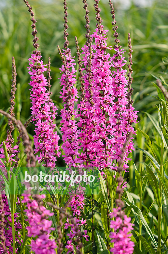 570110 - Lythrum effilé (Lythrum virgatum 'Rose Queen')